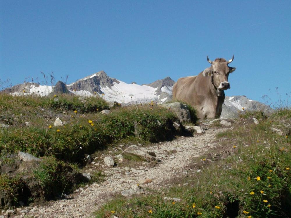 Diese Einfache Unterkunft- Bergheimat Ist Nur Fuer Backpacker- Rucksacktouristen Und Radfahrer - Huettenfeeling Im Backpackerhoues- Ganz Einfach - Ganz Unkompliziert - Ganz Relaxd Villa Linthal Exteriör bild
