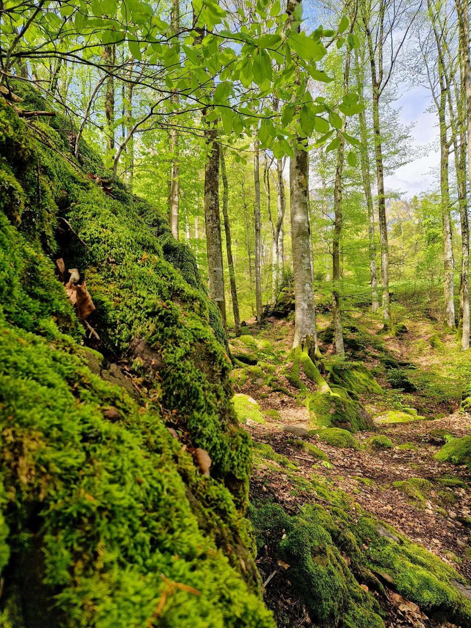 Diese Einfache Unterkunft- Bergheimat Ist Nur Fuer Backpacker- Rucksacktouristen Und Radfahrer - Huettenfeeling Im Backpackerhoues- Ganz Einfach - Ganz Unkompliziert - Ganz Relaxd Villa Linthal Exteriör bild